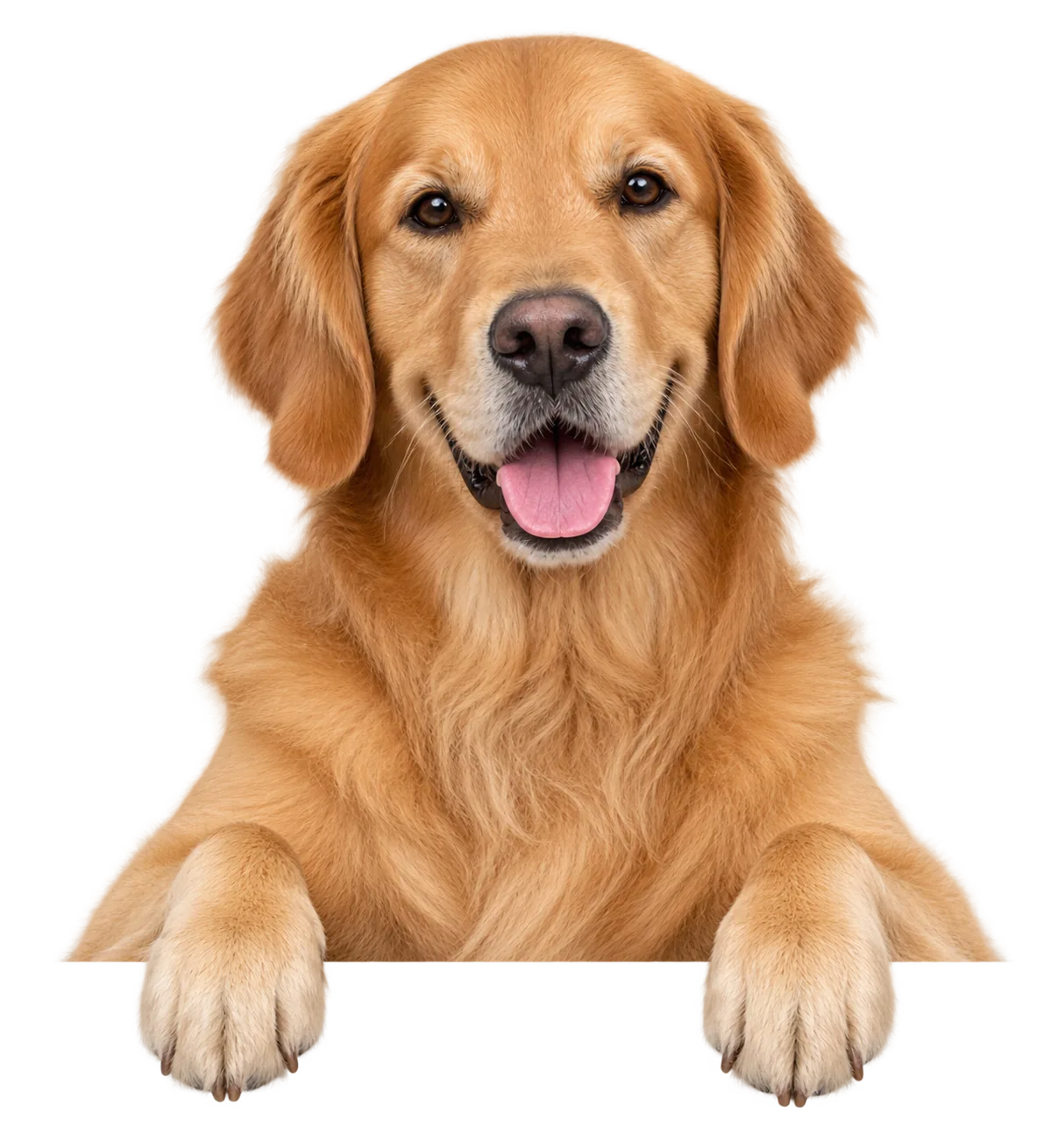 Happy golden retriever